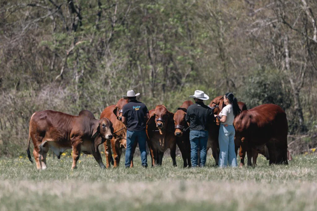Three specialists from Breeding Tech LLC in hats stand with brown cattle, preparing for advanced reproductive procedures in a pasture.