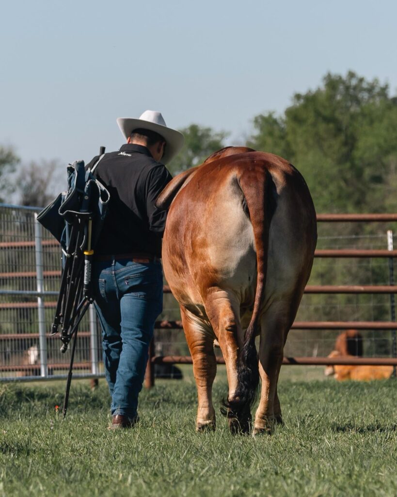 A technician in a cowboy hat carries a folded chair beside a cow in a grassy area, preparing for advanced bovine reproductive work.